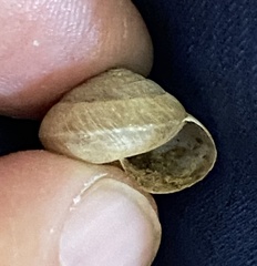 Ventridens intertextus