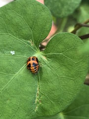 Harmonia axyridis