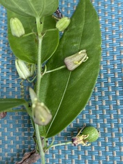 Magnoliopsida