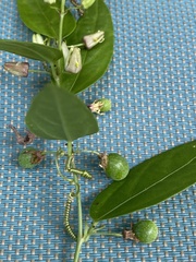 Magnoliopsida