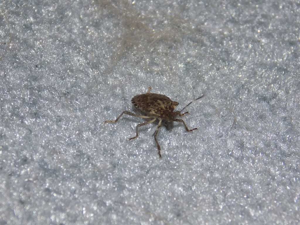 Brown Marmorated Stink Bug from Pompton Lakes, NJ on April 1, 2015 by ...