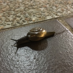 Macrochlamys nitidissima