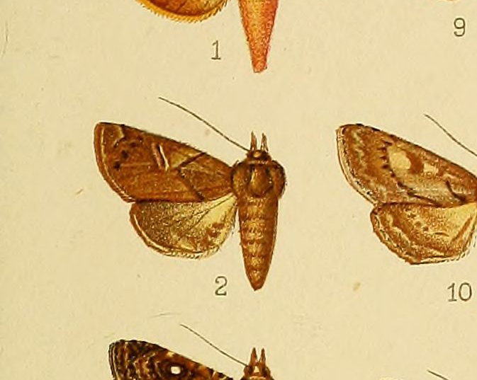 Eutelia stictoprocta