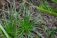 Eryngium paniculatum