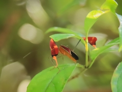 Anisoscelis hymenipherus