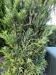 Podocarpus polystachyus