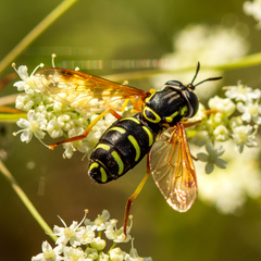 Chrysotoxum festivum
