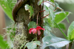 Begonia maurandiae