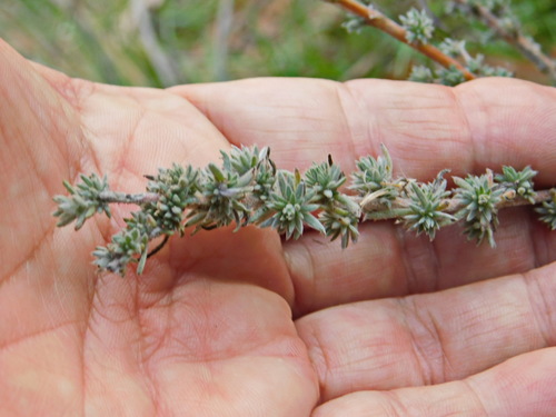 Forage Kochia