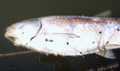Ctenopharyngodon idella