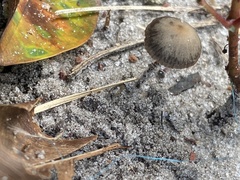 Panaeolus papilionaceus