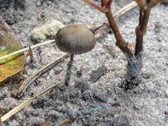 Panaeolus papilionaceus