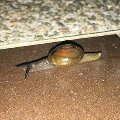 Macrochlamys nitidissima