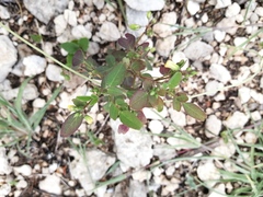 Oxalis frutescens
