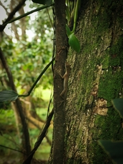Anolis limifrons