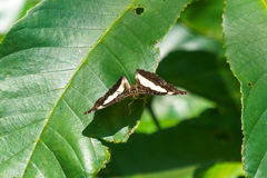 Euptera kinugnana kinugnana