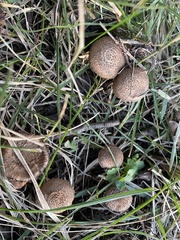 Inocybe obscuroides