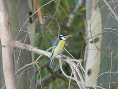 Cyanistes teneriffae degener