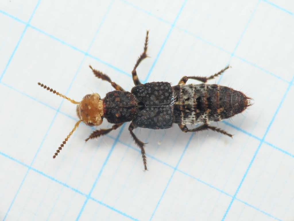 Dinothenarus flavocephalus