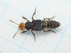 Dinothenarus flavocephalus