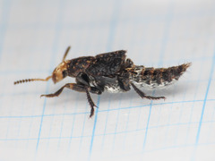 Dinothenarus flavocephalus