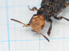 Dinothenarus flavocephalus