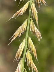 Bouteloua reflexa