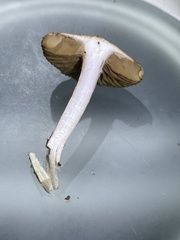 Inocybe obscuroides