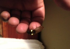 Pyrophorus noctilucus