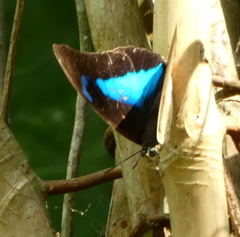 Archaeoprepona demophon