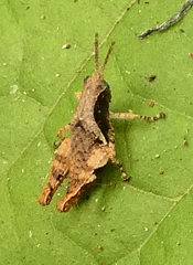 Eujivarus meridionalis