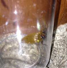 Pyrophorus noctilucus