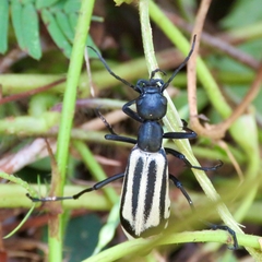 Epicauta niveolineata