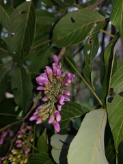 Lonchocarpus acuminatus