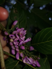 Lonchocarpus acuminatus