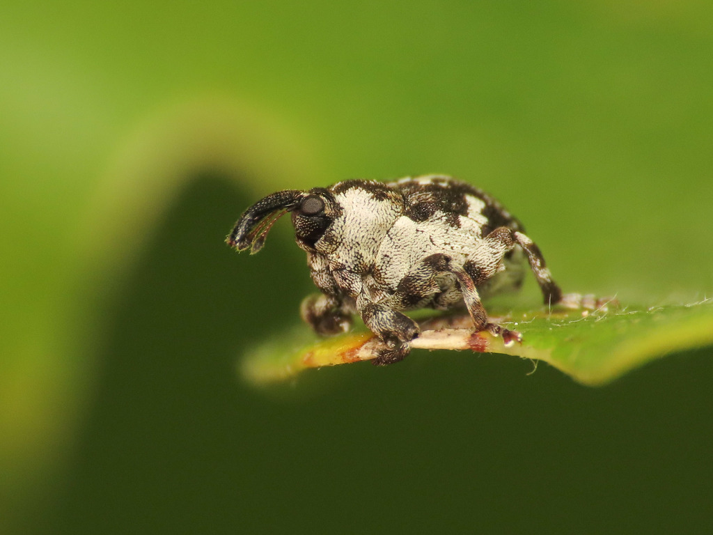 Hadroplontus trimaculatus