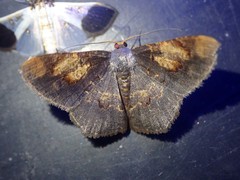 Serratophyga sterrhoticha