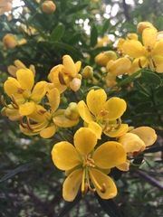 Senna corymbosa