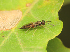 Trigonoderinae