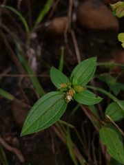 Schwackaea cupheoides