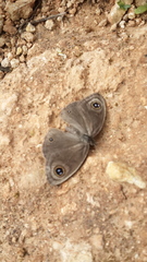 Ypthima pandocus