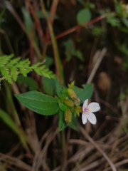 Schwackaea cupheoides