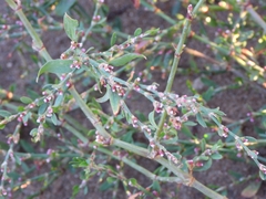 Polygonum stypticum