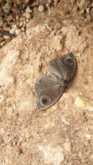 Ypthima pandocus