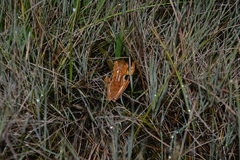 Boana bischoffi