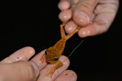 Boana bischoffi