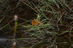 Boana bischoffi