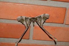 Copiopteryx