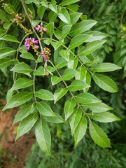 Lonchocarpus parviflorus