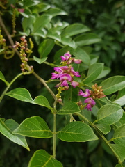 Lonchocarpus parviflorus